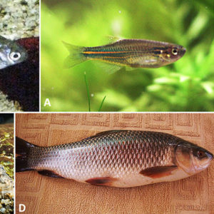 Different types of fish with corresponding letters