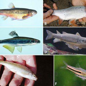 Collage of pictures showing types of fish with corresponding letters