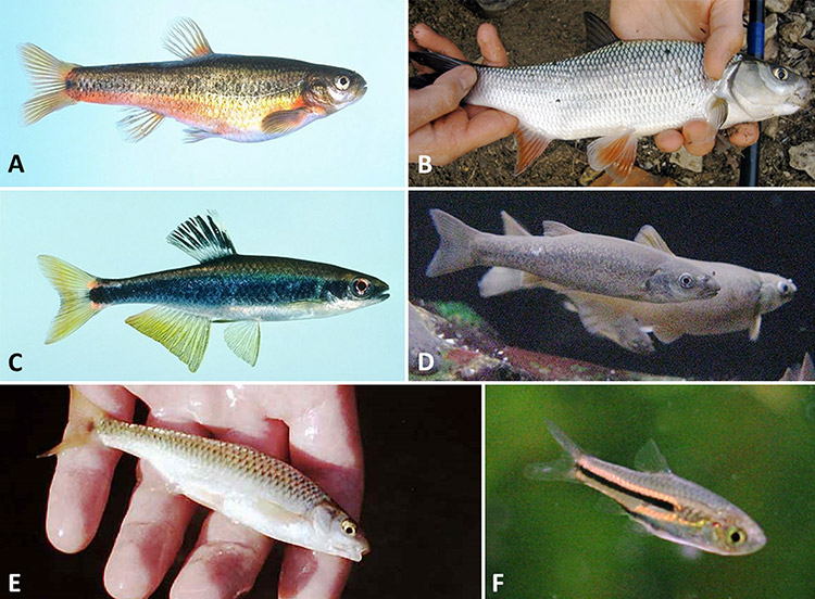 Collage of pictures showing types of fish with corresponding letters