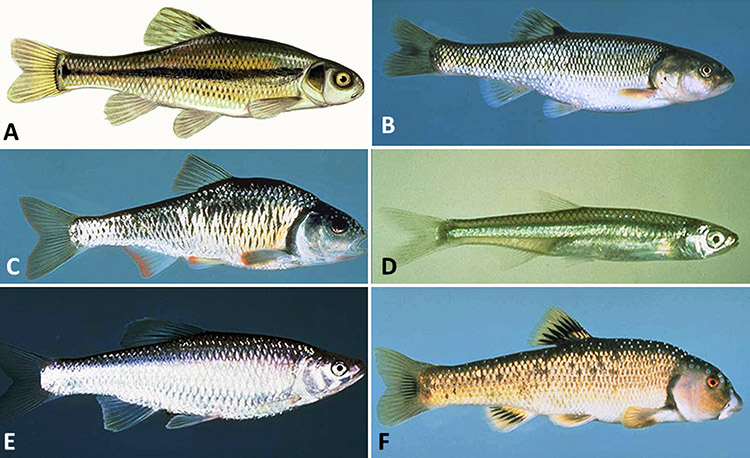 Types of small fish with corresponding letters
