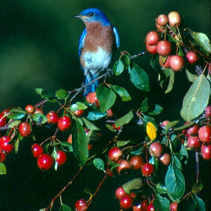 Blue bird on branch full of red berries with green background