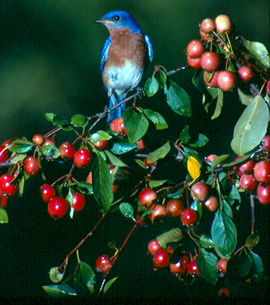 Blue bird on branch full of red berries with green background