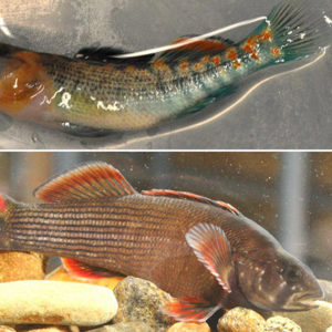 Fish with orange and blue color above fish with orange and silver tint in water