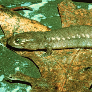 Camouflaged Ouachita Dusky Salamander resting on oak leaf on on rock