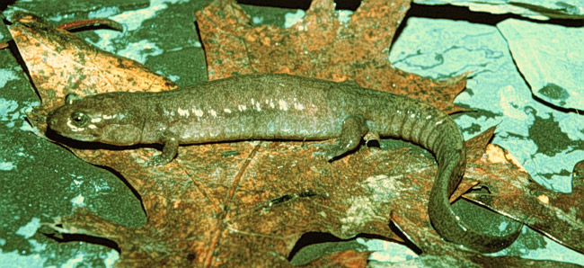Camouflaged Ouachita Dusky Salamander resting on oak leaf on on rock
