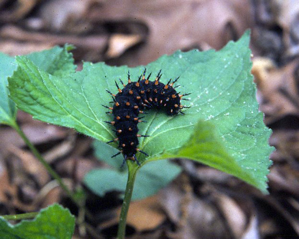Closeup of black caterpillar with spotted spines on green leaf