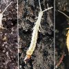Different types of insect on cave wall with corresponding letters