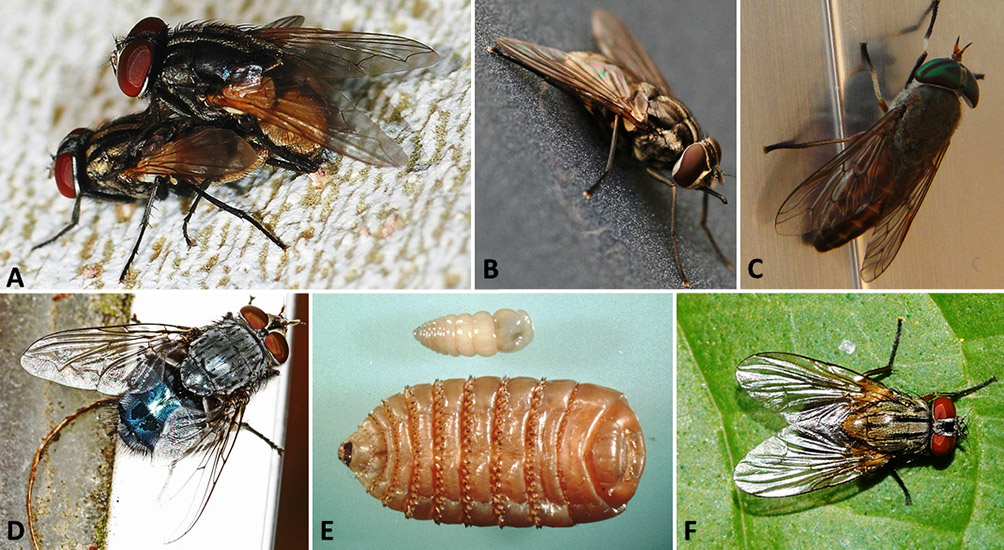 Flying insects and larvae with corresponding letters