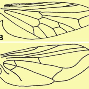 Insect wing diagrams with corresponding letters