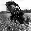 White man on cotton harvester machine in cotton field