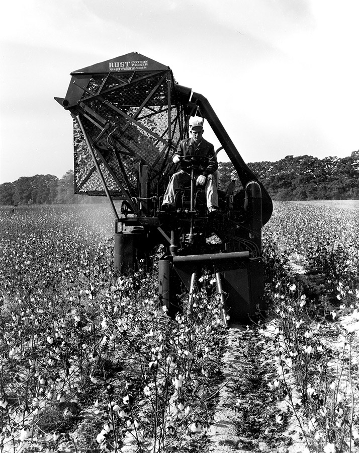 White man on cotton harvester machine in cotton field