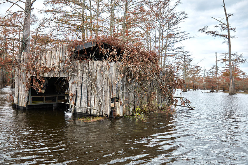 Wooden shelter in wetland area with cypress trees in the background