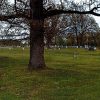 Trees and gravestones in cemetery