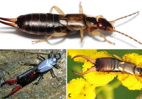 Earwigs - Encyclopedia of Arkansas