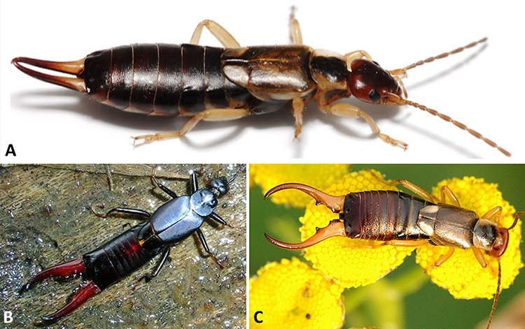 Types of earwigs with corresponding letters