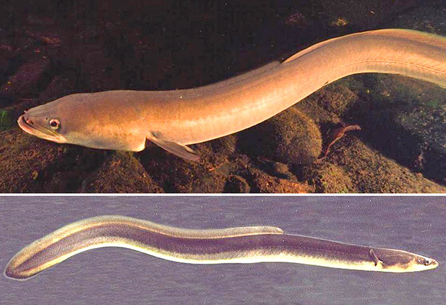 Silver eel in water above side view of eel in water