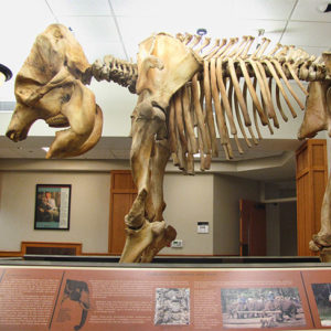 Elephant skeleton on display in museum with interpretation panels