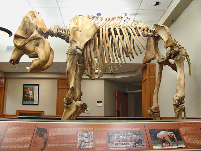 Elephant skeleton on display in museum with interpretation panels
