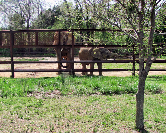 Two elephants reaching through metal fence