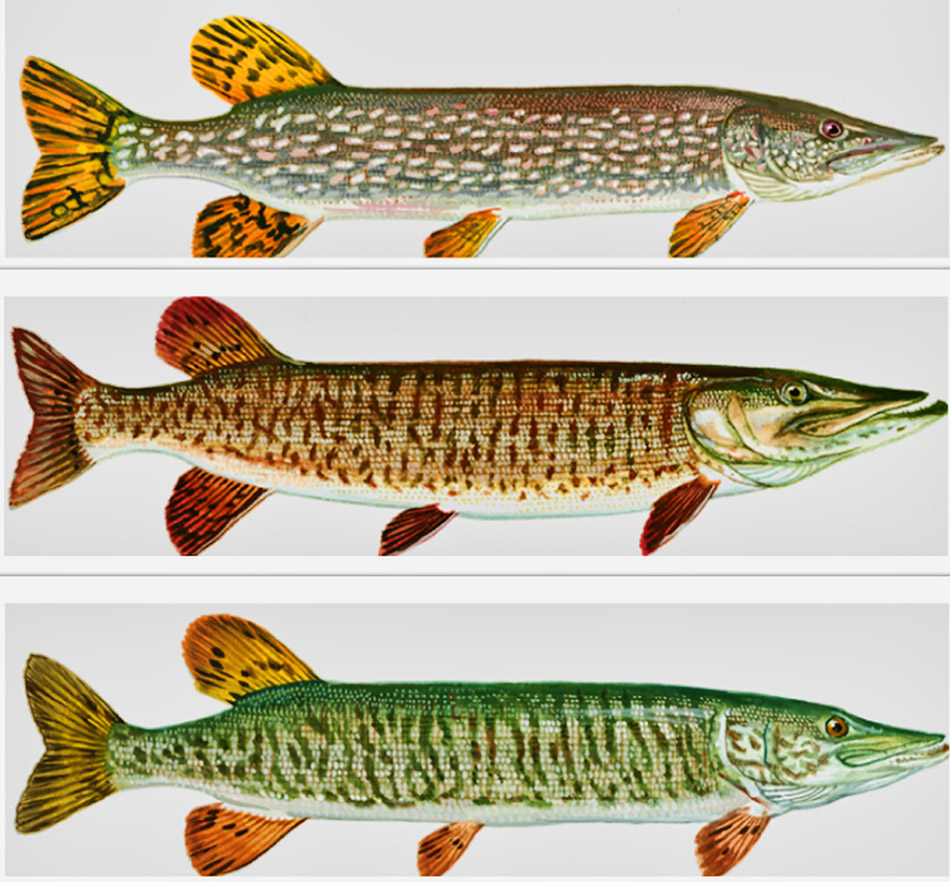 Three different types of freshwater fish