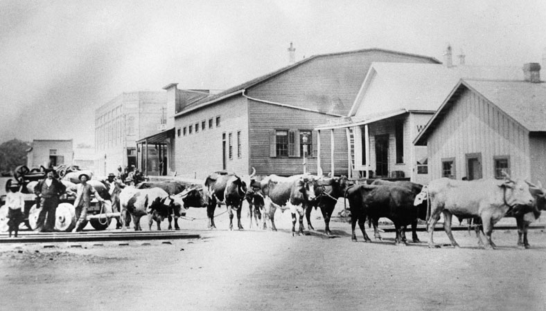 Group of men and a team of oxen with buildings behind them