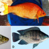 Fish types with corresponding letters
