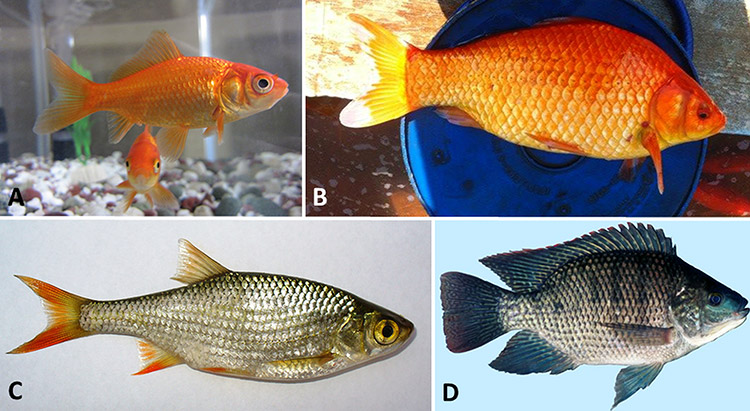 Fish types with corresponding letters