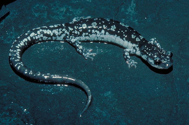 Spotted salamander on blue background