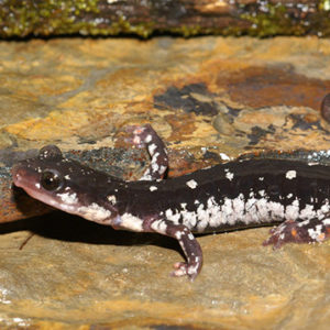Spotted salamander crawling on rocks