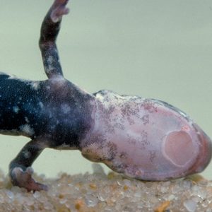 Underside of salamander