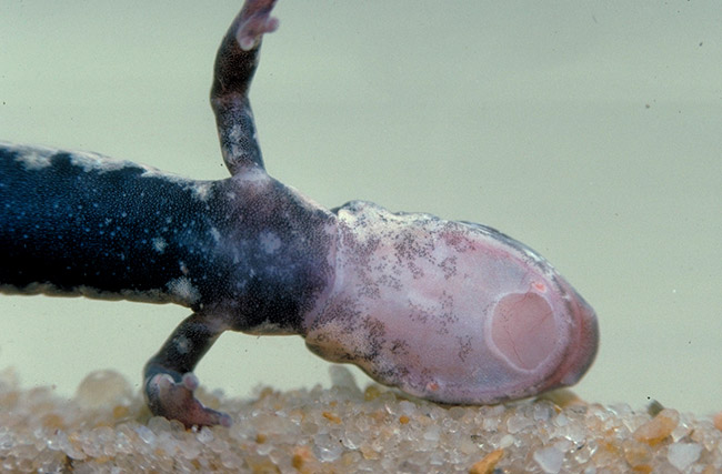 Underside of salamander