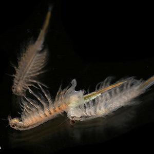Types of fairy shrimp with corresponding letters