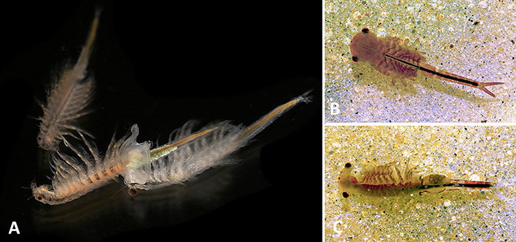 Types of fairy shrimp with corresponding letters