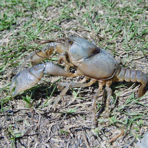 Crustaceans - Encyclopedia of Arkansas