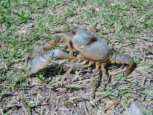 Gray crayfish on grass