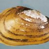 Female mussel shell