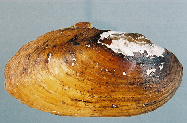 Male mussel shell