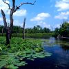 Green plants floating on wetlands with dead trees sticking out of the water under blue skies with tree-covered shoreline