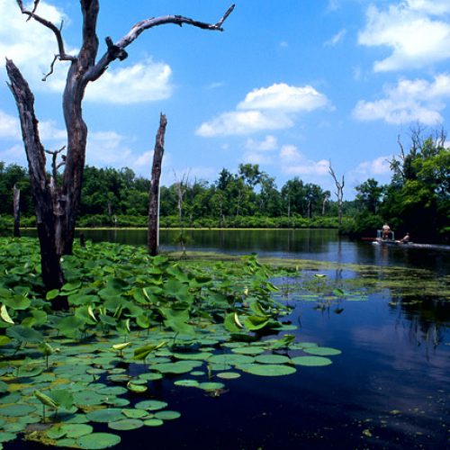 Felsenthal National Wildlife Refuge - Encyclopedia of Arkansas