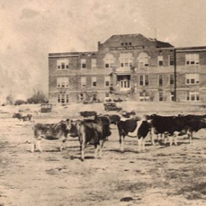 Three-story buildings with cattle in foreground