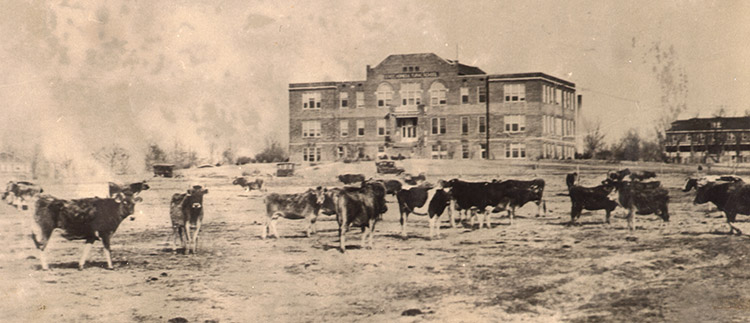 Three-story buildings with cattle in foreground