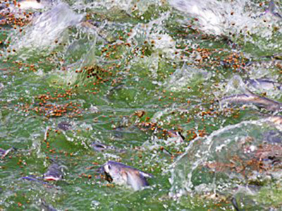 Catfish feeding in water