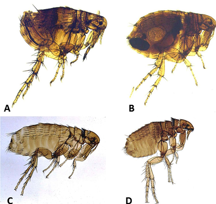 Examples of fleas with corresponding letters