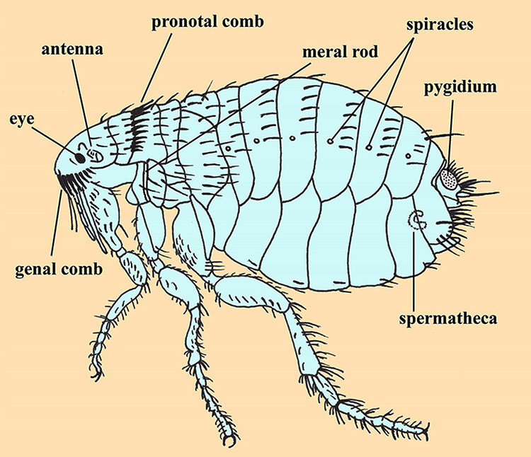 Body parts of a flea diagram with labels
