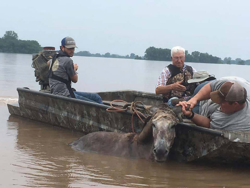 Three white men in flat bottom boat with one holding onto a horse immersed in water