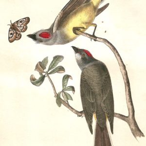 Illustration of birds on a tree branch with moth