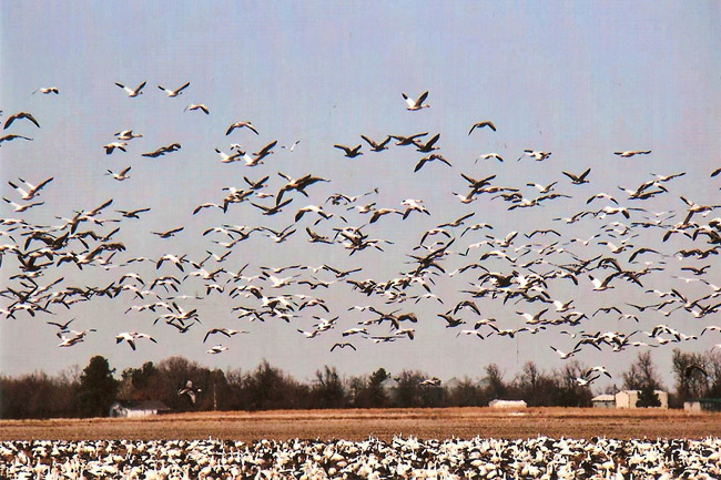 Large flock of geese on the in a field and some in flight over it