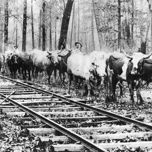 White men standing with oxen at railroad tracks in wooded area