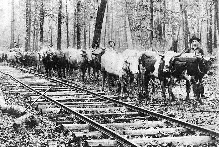 White men standing with oxen at railroad tracks in wooded area