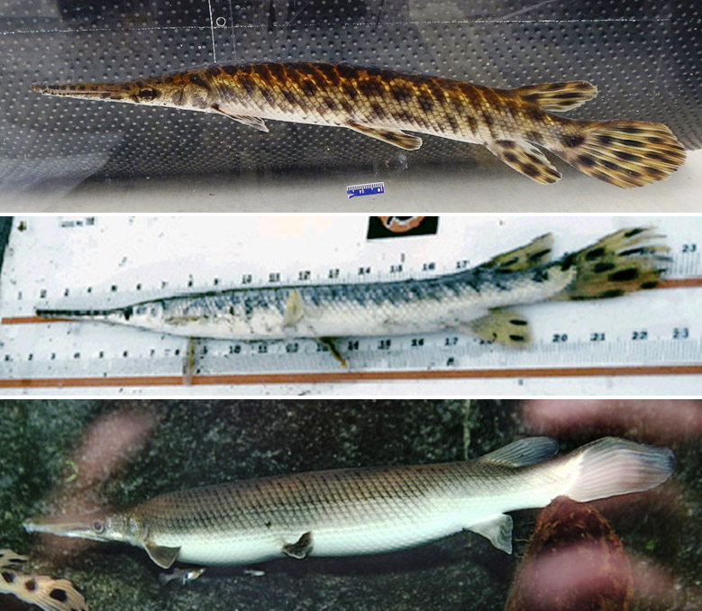 three views of gars, the first spotted with a small ruler by it, the second lying along a measurement tool, the third in water